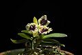 Gastrochilus retrocallus flower with 3 lips