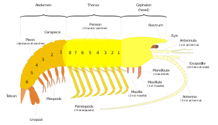軟甲類の体制模式図