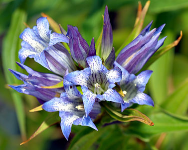 Gentiana asclepiadea (Willow Gentian)