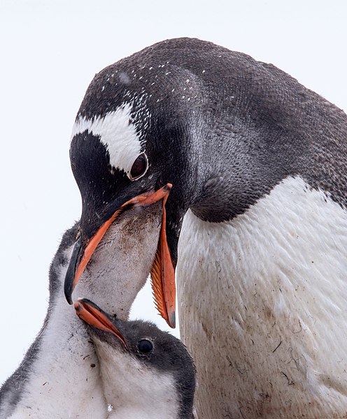 File:Gentoo Penguin (24822415832).jpg