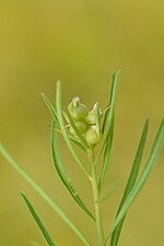 Geocrypta campanulae on Campanula sp.