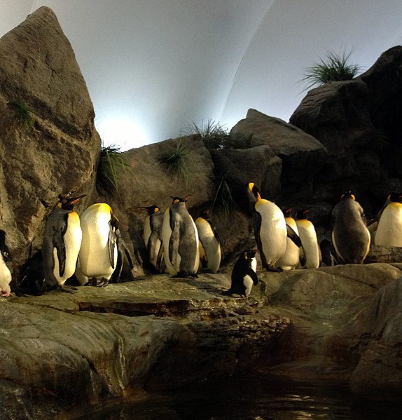 File:Gfp-king-penguins.jpg