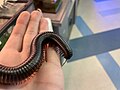 Giant African millipede (Archispirostreptus gigas), Entomica 3.jpg