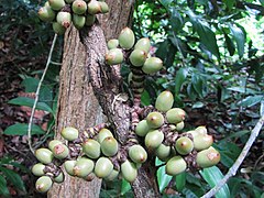 Secção Cylindrostachys: Gnetum macrostachyum.