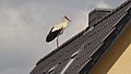 Golm - Storch (Stork) - geo.hlipp.de - 36851.jpg