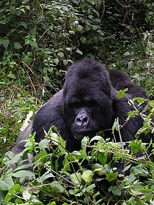 Mountain gorilla Gorilla.jpg