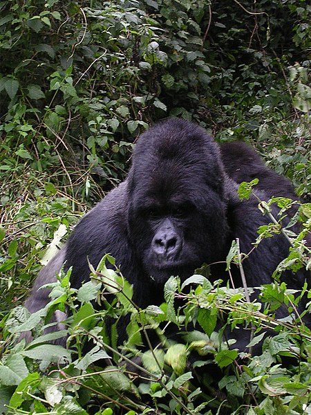 File:Gorilla.jpg