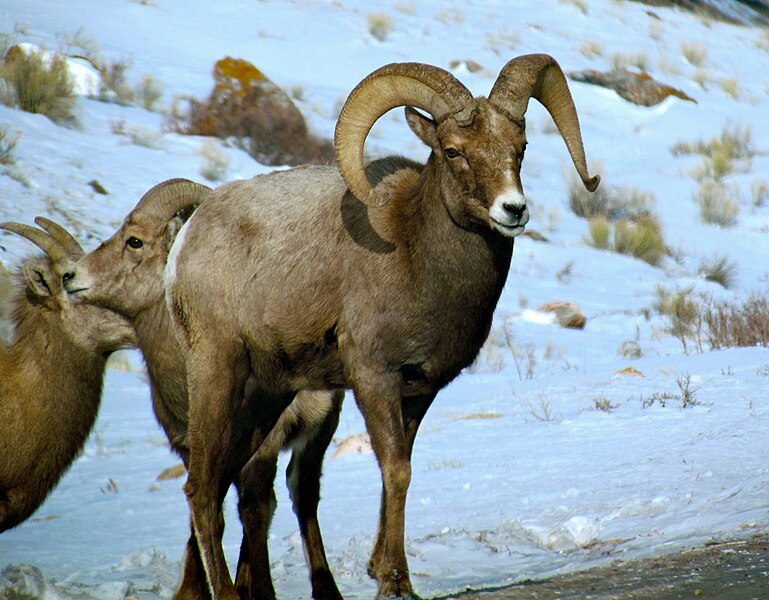 File:Grand Teton National Park (8478719539).jpg