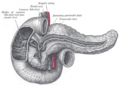 The pancreatic duct
