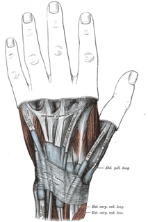 Extensor retinaculum of the hand anatomical term