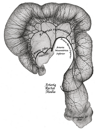 Arterias sigmoideas