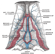 Vena magna cerebri