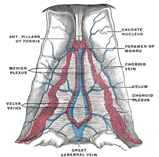 <span class="mw-page-title-main">Great cerebral vein</span>