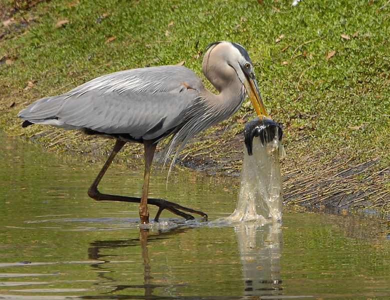 File:Great Blue Heron Swallows Fish in Plastic Bag - Flickr - Andrea Westmoreland.jpg