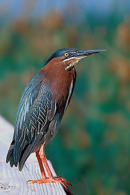 Green Heron at Dunes Golf Course, Sanibel.jpg