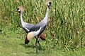 * Nomination Grey crowned crane (Balearica regulorum gibbericeps), Uganda --Charlesjsharp 12:05, 5 December 2016 (UTC) * Promotion Good quality. --Zcebeci 13:06, 5 December 2016 (UTC)