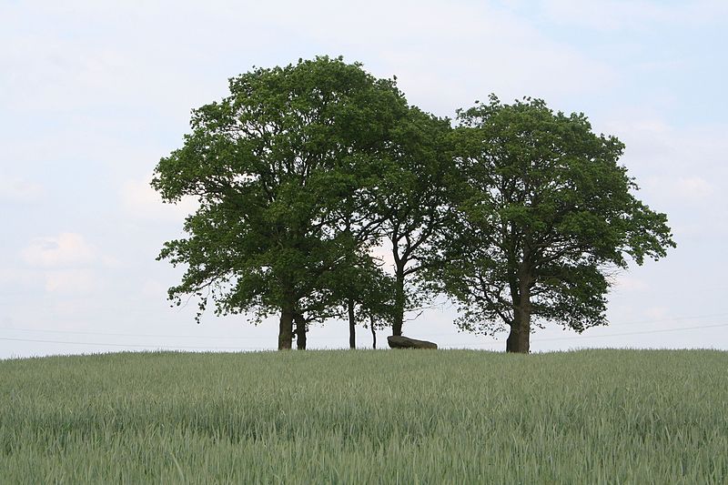 File:Großsteingrab Großenhain 03.jpg