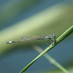 Un agrion élégant