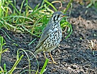 Thrush, Groundscraper Psophocichla litsitsirupa