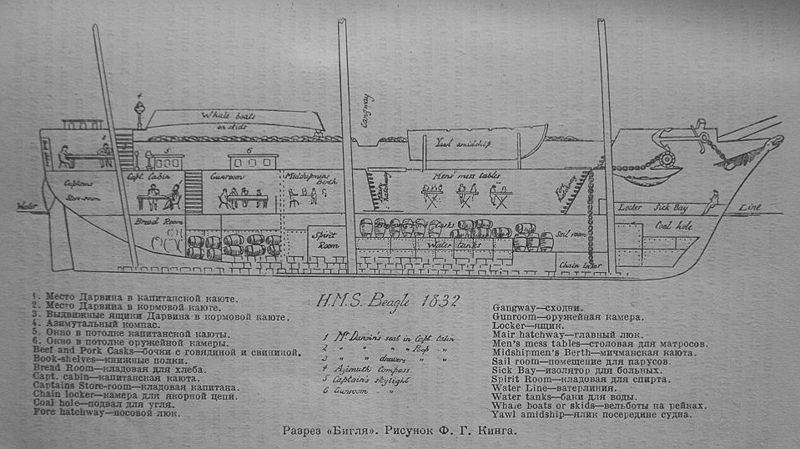 File:HMS Beagle 1832 longitudinal section.jpg