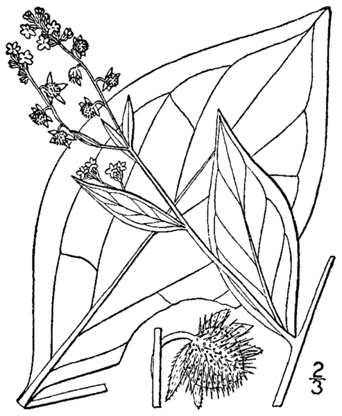 File:Hackelia virginiana BB-1913.png