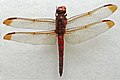 Sabrifrons Hadrothemis m.jpg