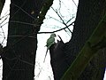 Rose-ringed Parakeet, Jubelpark, Brussels