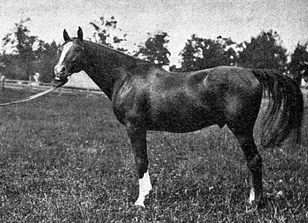 Hanover from the 1906 Types and Breeds of Farm Animals