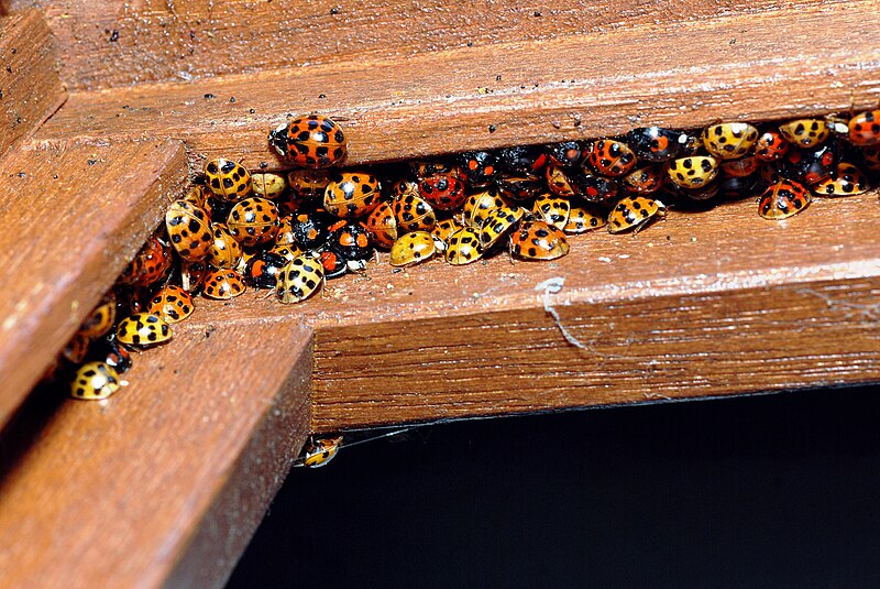 File:Harmonia axyridis winter aggregate (3014117486).jpg