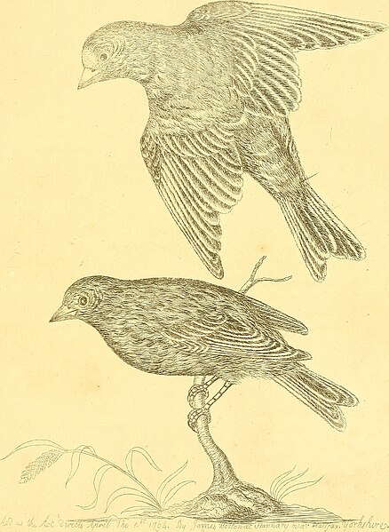 File:Harmonia ruralis, or, An essay towards a natural history of British song birds - illustrated with figures the size of life, of the birds, male and female, in their most natural attitudes (1794) (14726829216).jpg