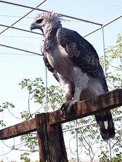 Harpia empoleirada no Zoológico da Universidade Federal de Mato Grosso, em Cuiabá, no Brasil