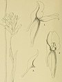 Brownleea galpinii plate 42 in: Harry Bolus: Orchids of South Africa volume I (1896) (Detail)