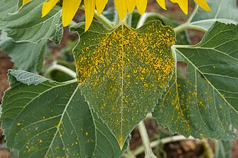 (Helianthus annuus)