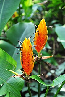 Heliconia episcopalis.jpg 