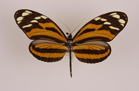 Tập_tin:Heliconiusismenustelchina.jpg