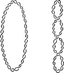 Drawing showing the difference between a circular DNA chromosome (a plasmid) with a secondary helical twist only, and one containing an additional tertiary superhelical twist superimposed on the secondary helical winding. Helix vs superhelix.png