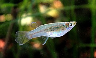 <i>Heterophallus</i> Genus of fishes