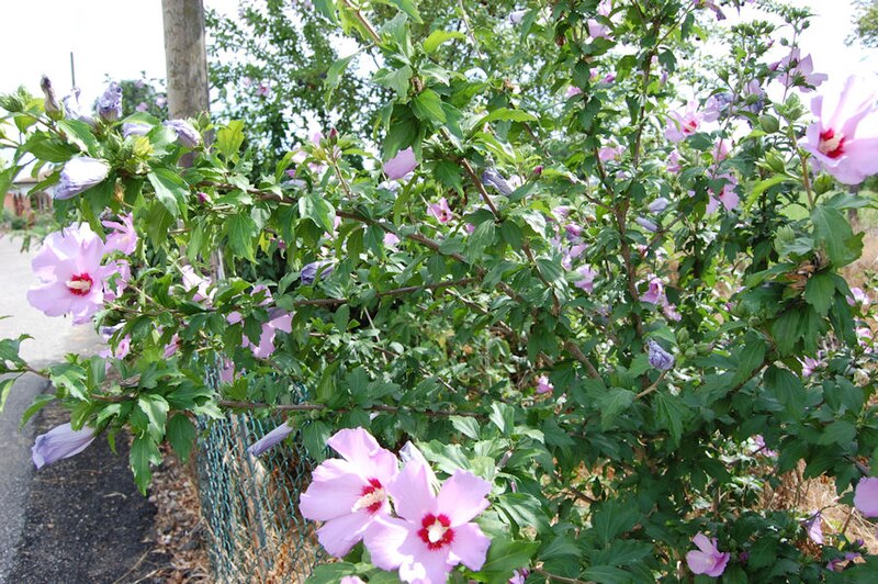 File:Hibiscus syriacus Pianta.jpg