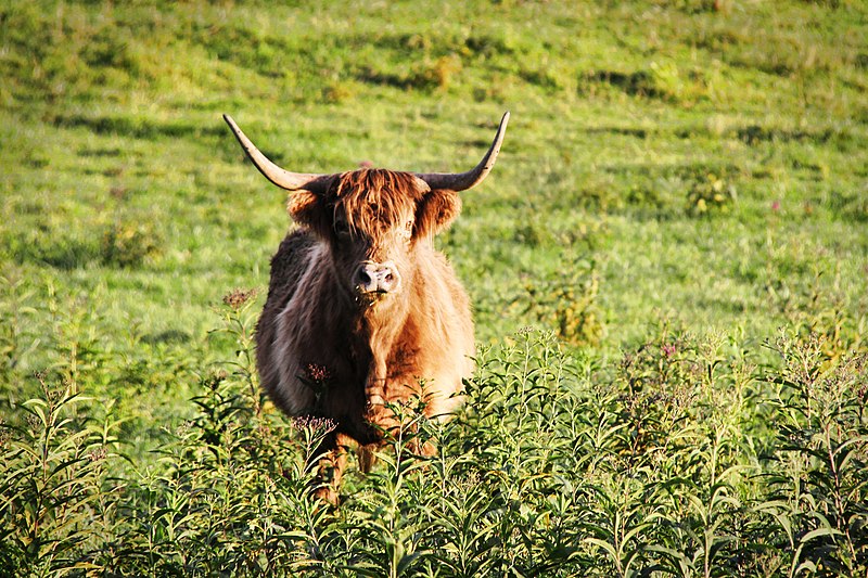 File:Highland Cow (15107813512).jpg