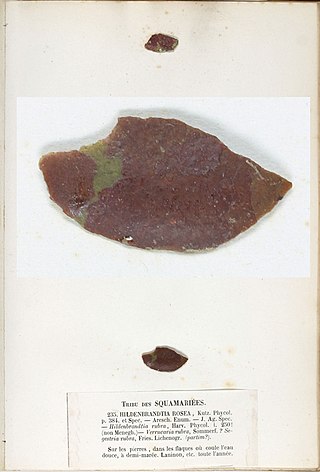 <i>Hildenbrandia rubra</i> Species of alga