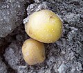 A potato tuber uncovered by rain.