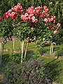 Rosarium Herzogenriedpark Mannheim, Baden-Württemberg