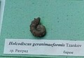en:Holcodiscus geranimaeformis Tzankov, en:Barremian, en:Razgrad (Coll. V.Tzankov & St. Breskovski) at the en:Sofia University "St. Kliment Ohridski" Museum of Paleontology and Historical Geology