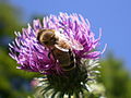 Včela medonosná při opylovávání květu