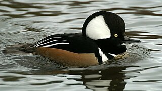 Hooded merganser species of bird