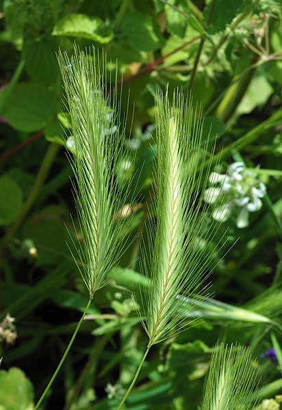 File:Hordeum April 2010-1.jpg