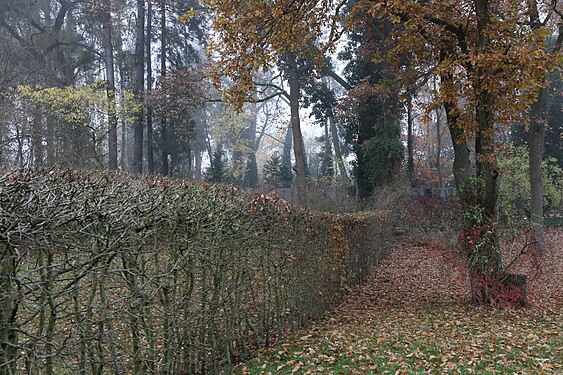 Hornbeam hedge