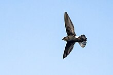 House swift.jpg