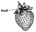 Hull (PSF).png