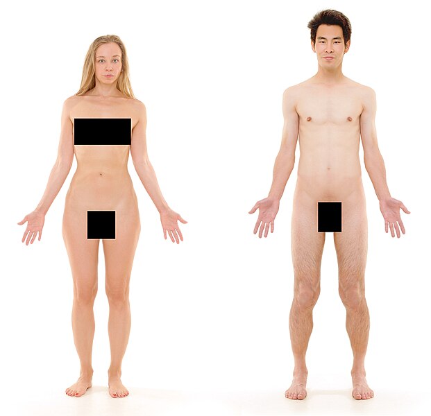 File:Human body - censored 2.jpg